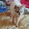 Bianca a rejoint le concours — aidez-le/la à gagner de superbes lots ! cat, bedspread, blanket, indoor, furniture, fluffy, animal, pet, white_cat, gray_markings, cozy, home, walking, patterned, soft, domestic, comfort, relaxed, cute, feline