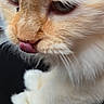Nimbus is registered to the contest to win money with this photo: cat, close_up, fluffy, cream_color, pet, tongue_out, whiskers, feline, soft_fur, cute, animal, indoor, portrait, mammal, domestic_animal, face, paw, expression, fur_texture, adorable