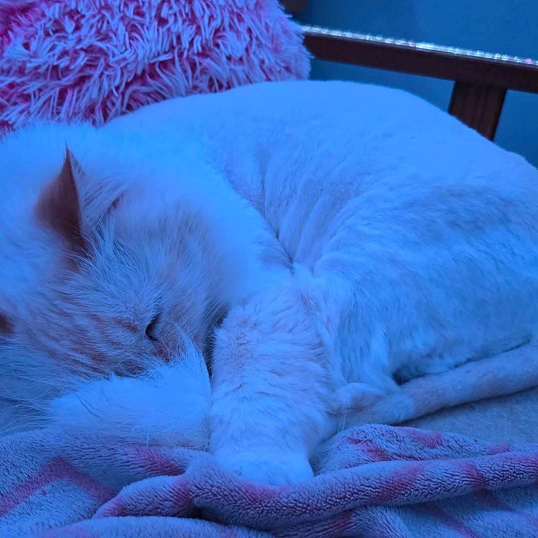 Nimbus joined the competition — help win amazing prizes! cat, sleeping, white_fur, fluffy, blanket, pillow, indoor, cozy, resting, pet, feline, fur, cute, relaxed, animal, soft_texture, home, comfort, quiet, peaceful