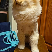 Nimbus is registered to the contest to win money with this photo: cat, fluffy, cream_colored, lion_mane, wooden_stool, blue_bag, turquoise_straps, indoor, wood_floor, wooden_cabinet, pet, feline, sitting, side_view, whiskers, curious, domestic_animal, fur, small_furniture, household