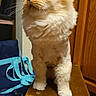 cat, fluffy, cream_colored, lion_mane, wooden_stool, blue_bag, turquoise_straps, indoor, wood_floor, wooden_cabinet, pet, feline, sitting, side_view, whiskers, curious, domestic_animal, fur, small_furniture, household