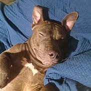 Bubba is registered to the contest to win money with this photo: animal, blanket, blue_blanket, brown_dog, canine, close_up, companion, cozy, cute, dog, ears, fur, indoor, nap, peaceful, pet, relaxed, resting, sleeping, snuggled
