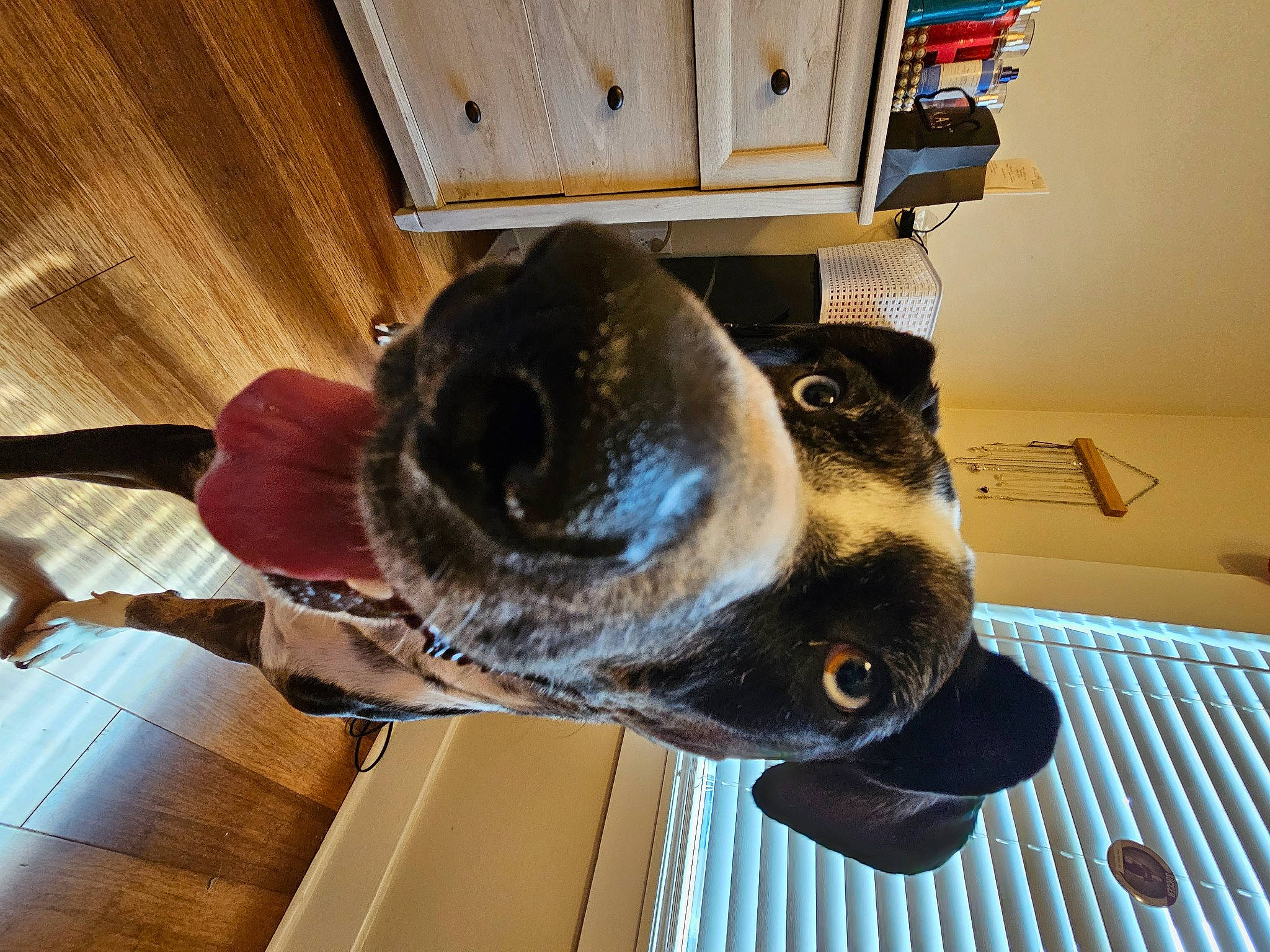 Josie is registered to the contest to win money with this photo: canidae, carnivore, ceiling, collar, dog, dog_breed, fawn, flooring, fur, hardwood, hat, personal_protective_equipment, pet_supply, room, snout, sporting_group, varnish, wood, wood_stain, working_animal