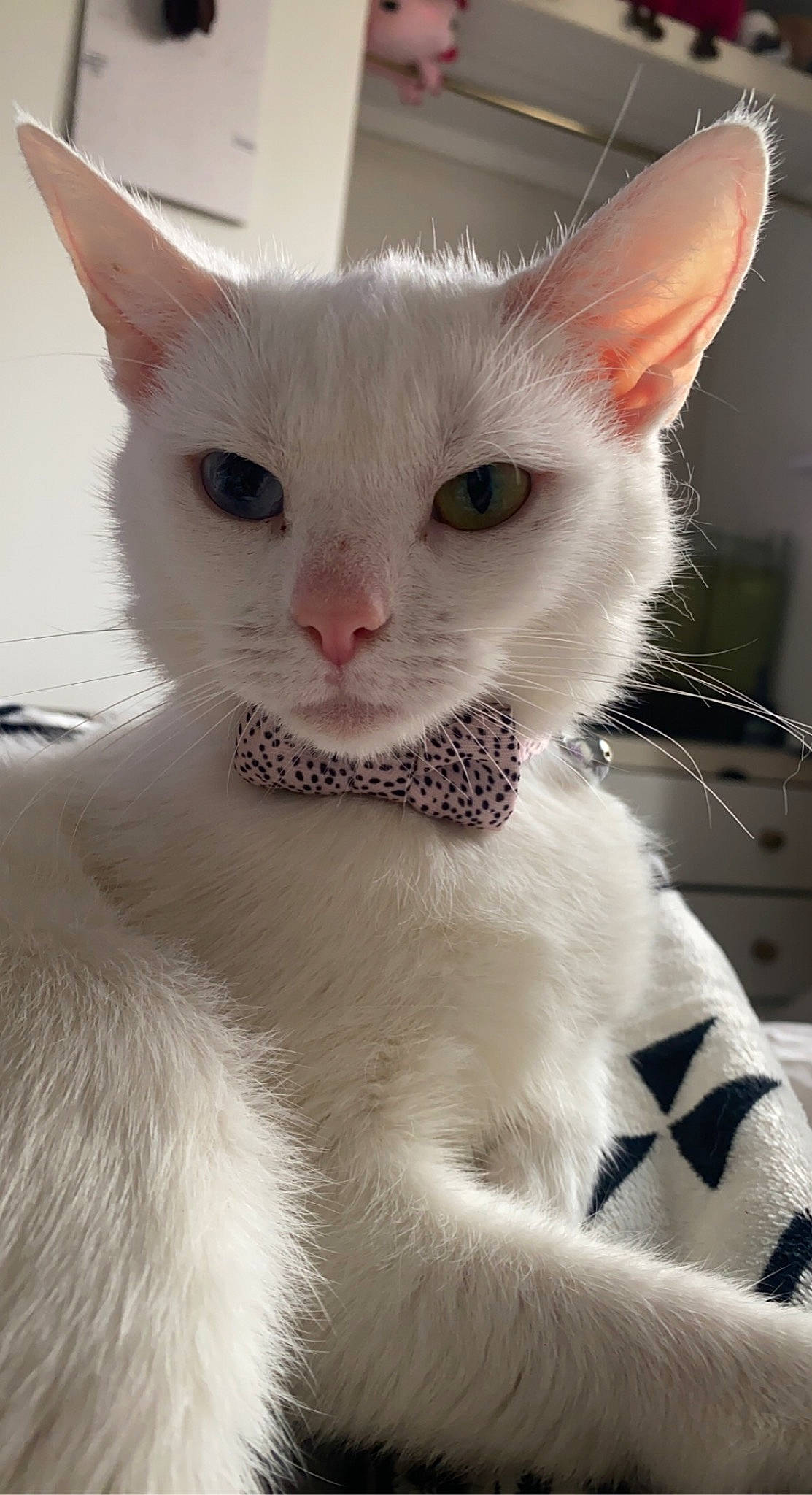 Charles is registered to the contest to win money with this photo: carnivore, cat, domestic_short_haired_cat, ear, eye, fawn, felidae, fur, jaw, paw, small_to_medium_sized_cats, snout, tail, whiskers