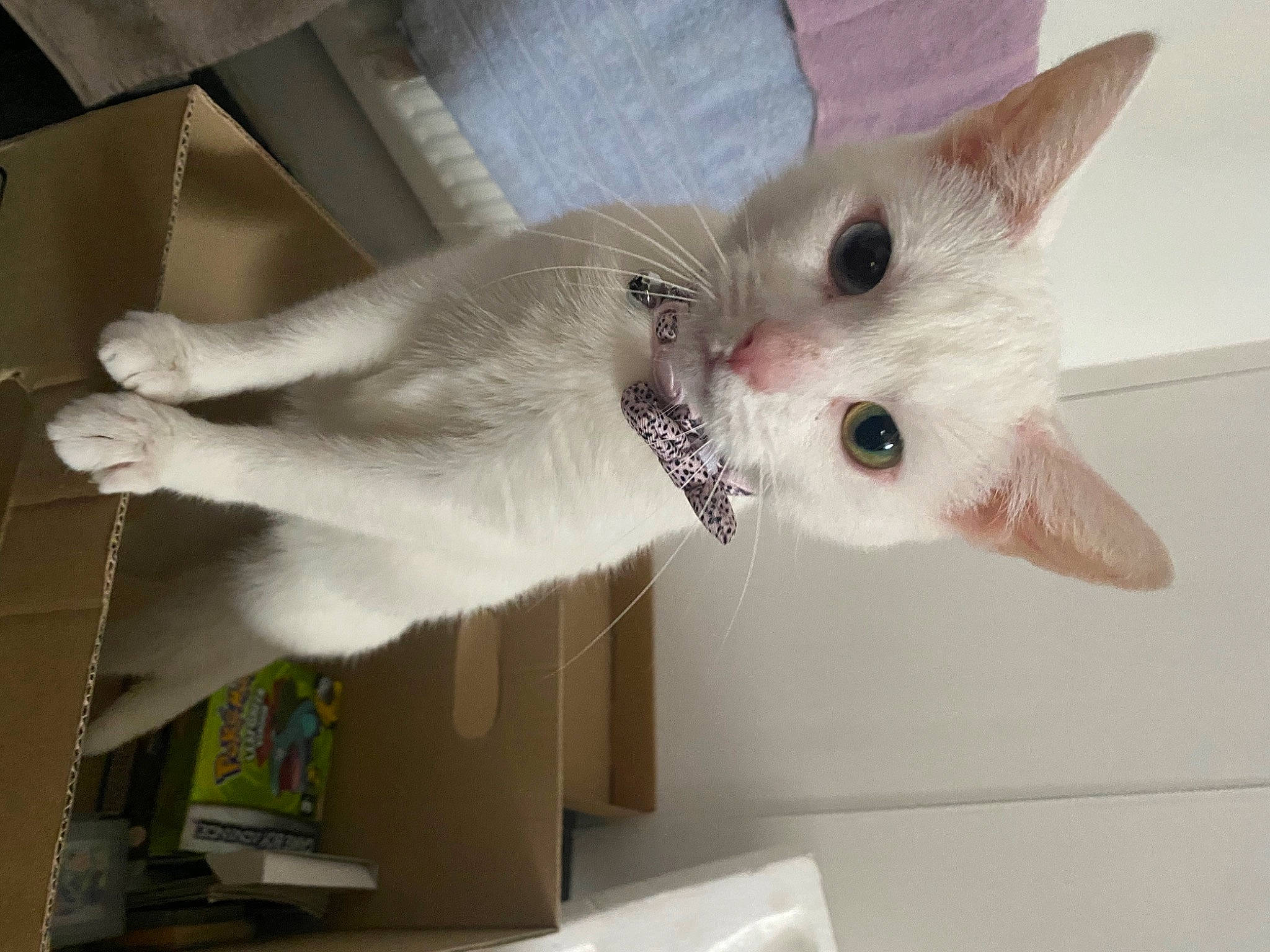 Charles is registered to the contest to win money with this photo: carnivore, cat, collar, domestic_short_haired_cat, fang, fawn, felidae, fur, paw, small_to_medium_sized_cats, snout, tail, whiskers