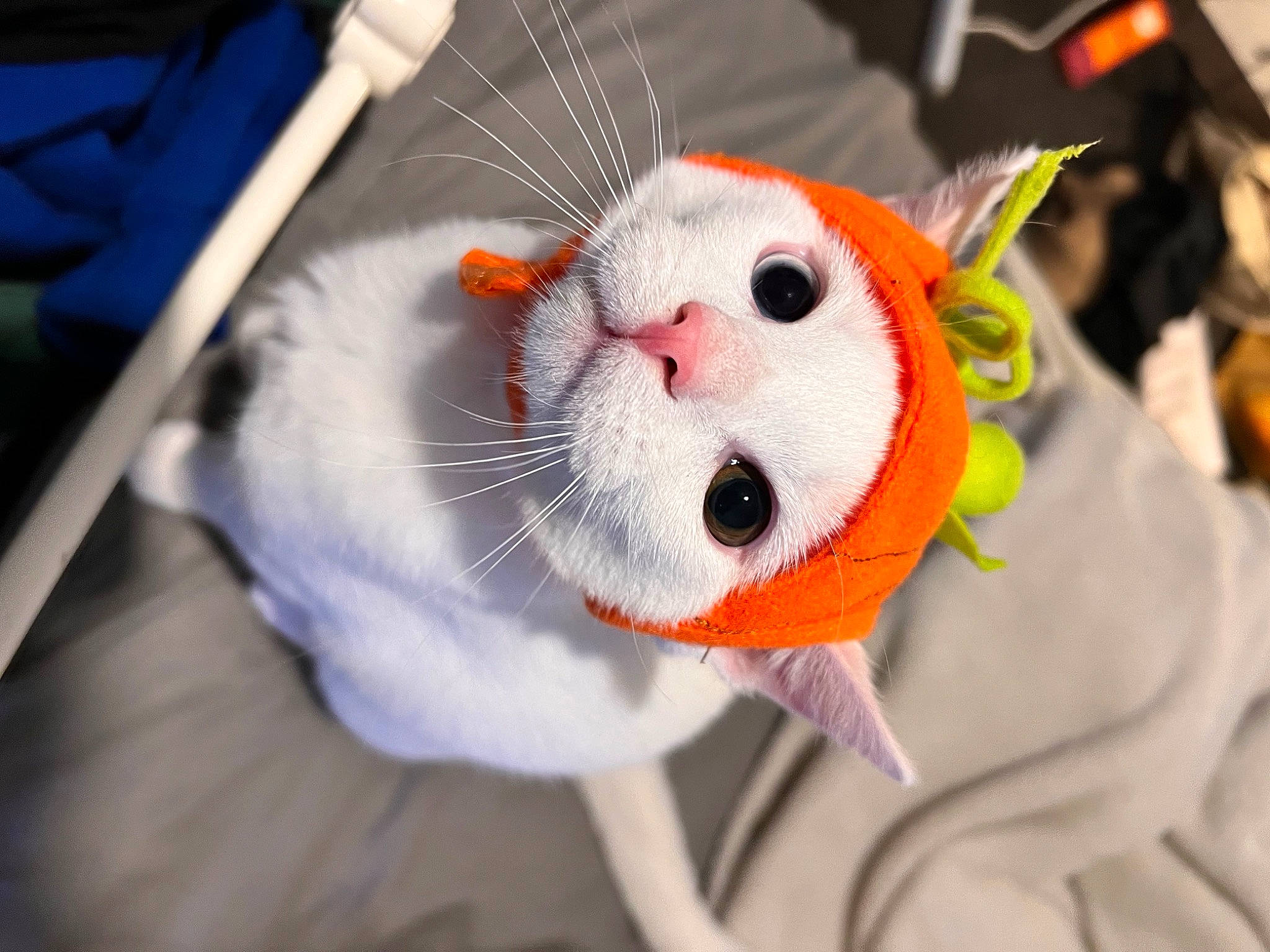 Casper joined the competition — help win amazing prizes! art, canidae, carnivore, cat, comfort_food, craft, creative_arts, fang, felidae, fur, muroidea, plush, rodent, small_to_medium_sized_cats, snout, stuffed_toy, terrestrial_animal, toy, whiskers, wire