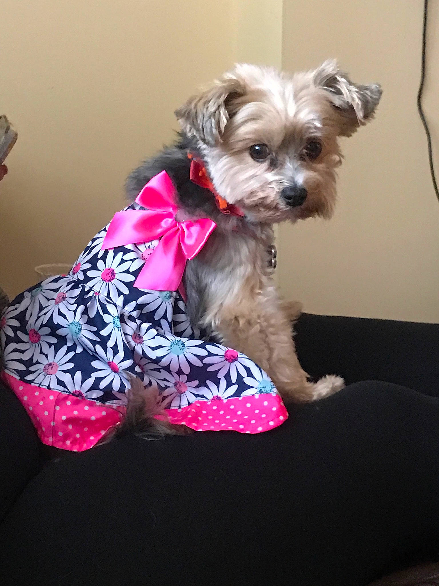 Cloe joined the competition — help win amazing prizes! canidae, carnivore, companion_dog, dog, dog_breed, dog_clothes, maltepoo, mammal, morkie, pink, puppy, rare_breed_dog, schnoodle, shih_tzu, small_terrier, snout, terrier, toy_dog, yorkipoo, yorkshire_terrier