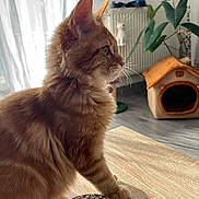 Arnold a rejoint le concours — aidez-le/la à gagner de superbes lots ! cat, orange_tabby, feline, table, wood, indoor, plant, cat_house, curtains, sunlight, window, whiskers, ears, fur, pet, cozy, home, shadow, looking_away, quiet