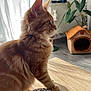 cat, orange_tabby, feline, table, wood, indoor, plant, cat_house, curtains, sunlight, window, whiskers, ears, fur, pet, cozy, home, shadow, looking_away, quiet