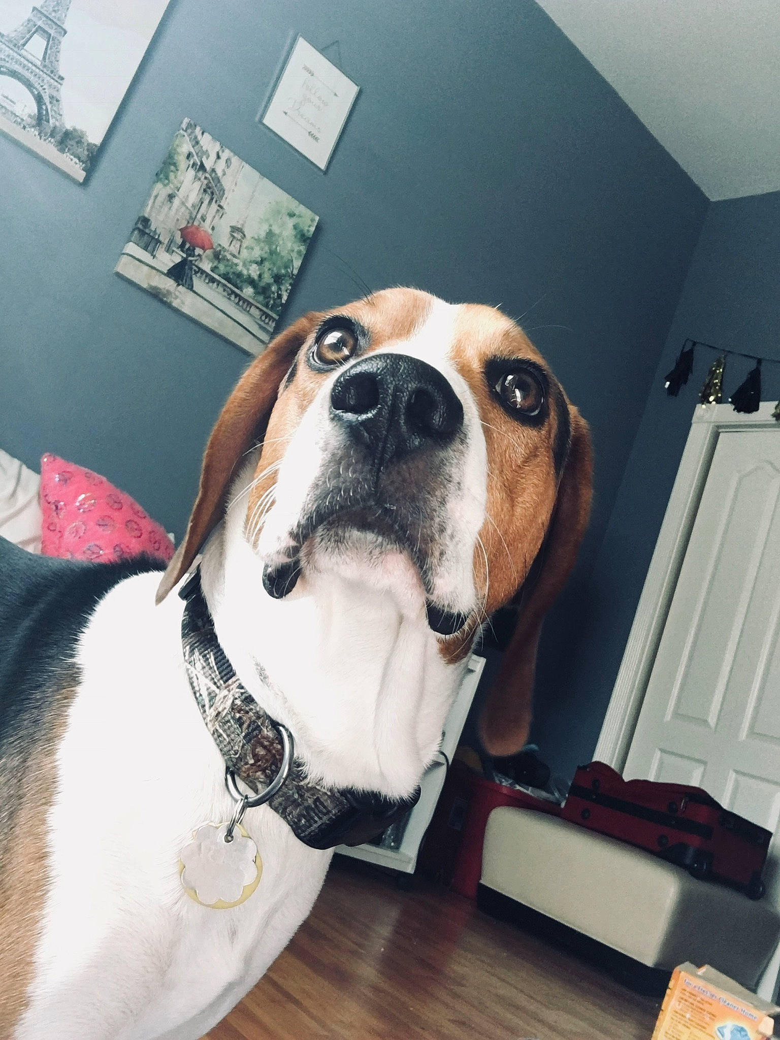 Max is registered to the contest to win money with this photo: american_foxhound, beagle, canidae, carnivore, companion_dog, coonhound, dog, dog_breed, ear, fawn, finnish_hound, harrier, hound, mammal, nose, rare_breed_dog, snout, sporting_group, treeing_walker_coonhound, vertebrate