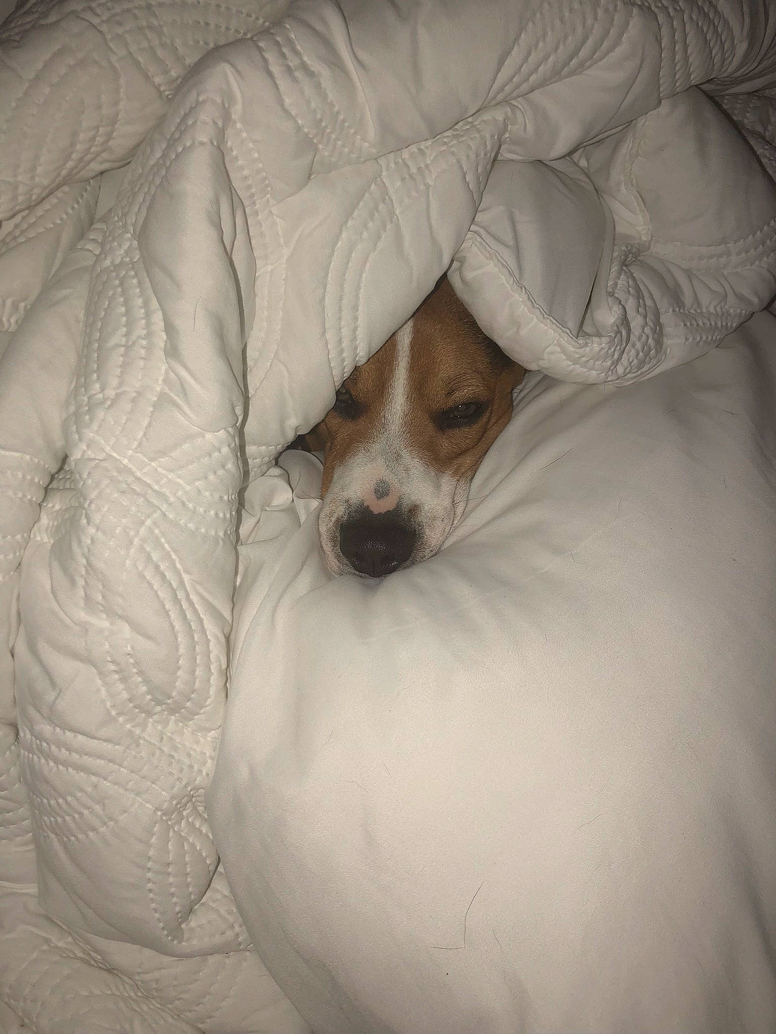 Max joined the competition — help win amazing prizes! canidae, carnivore, companion_dog, dog, dog_breed, jack_russell_terrier, parson_russell_terrier, puppy, rat_terrier, russell_terrier, teddy_roosevelt_terrier