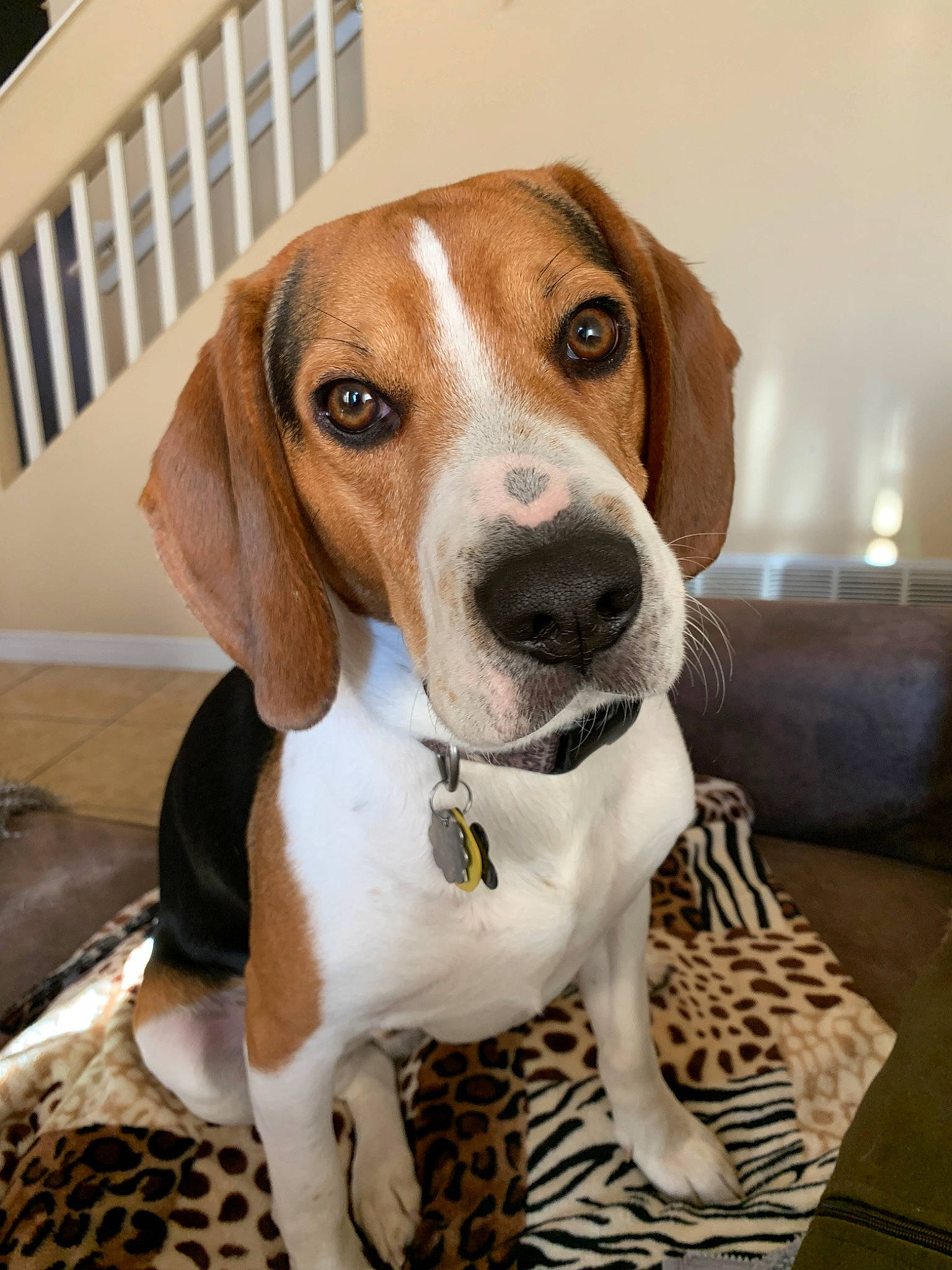 Max is registered to the contest to win money with this photo: american_foxhound, beagle, beagle_harrier, canidae, carnivore, companion_dog, dog, dog_breed, drever, english_coonhound, english_foxhound, estonian_hound, finnish_hound, hamiltonstovare, harrier, mammal, pocket_beagle, snout, treeing_walker_coonhound, vertebrate