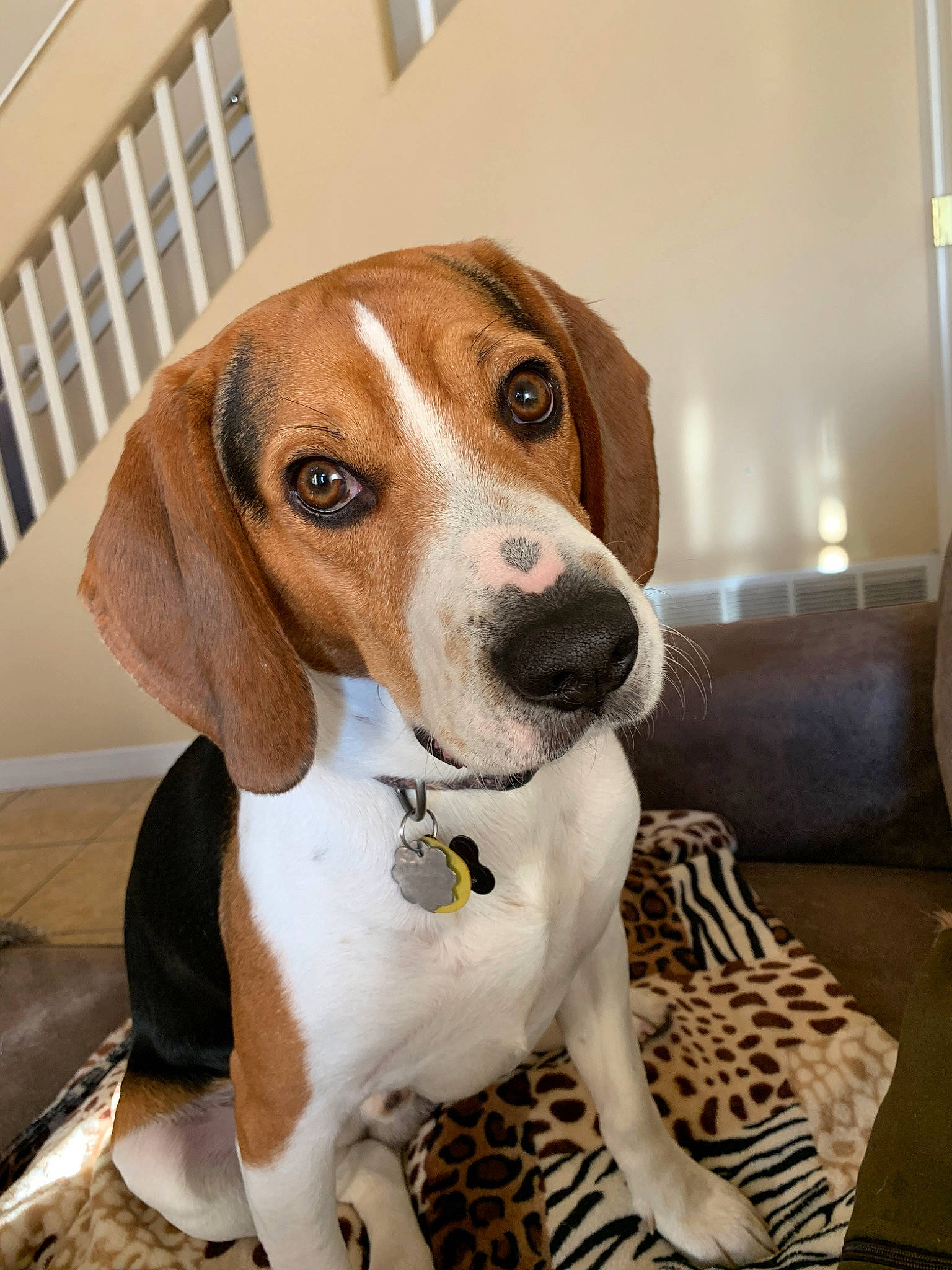 Max joined the competition — help win amazing prizes! american_foxhound, beagle, beagle_harrier, canidae, carnivore, companion_dog, coonhound, dog, dog_breed, english_coonhound, english_foxhound, estonian_hound, finnish_hound, grand_anglo_francais_tricolore, harrier, mammal, pocket_beagle, snout, treeing_walker_coonhound, vertebrate