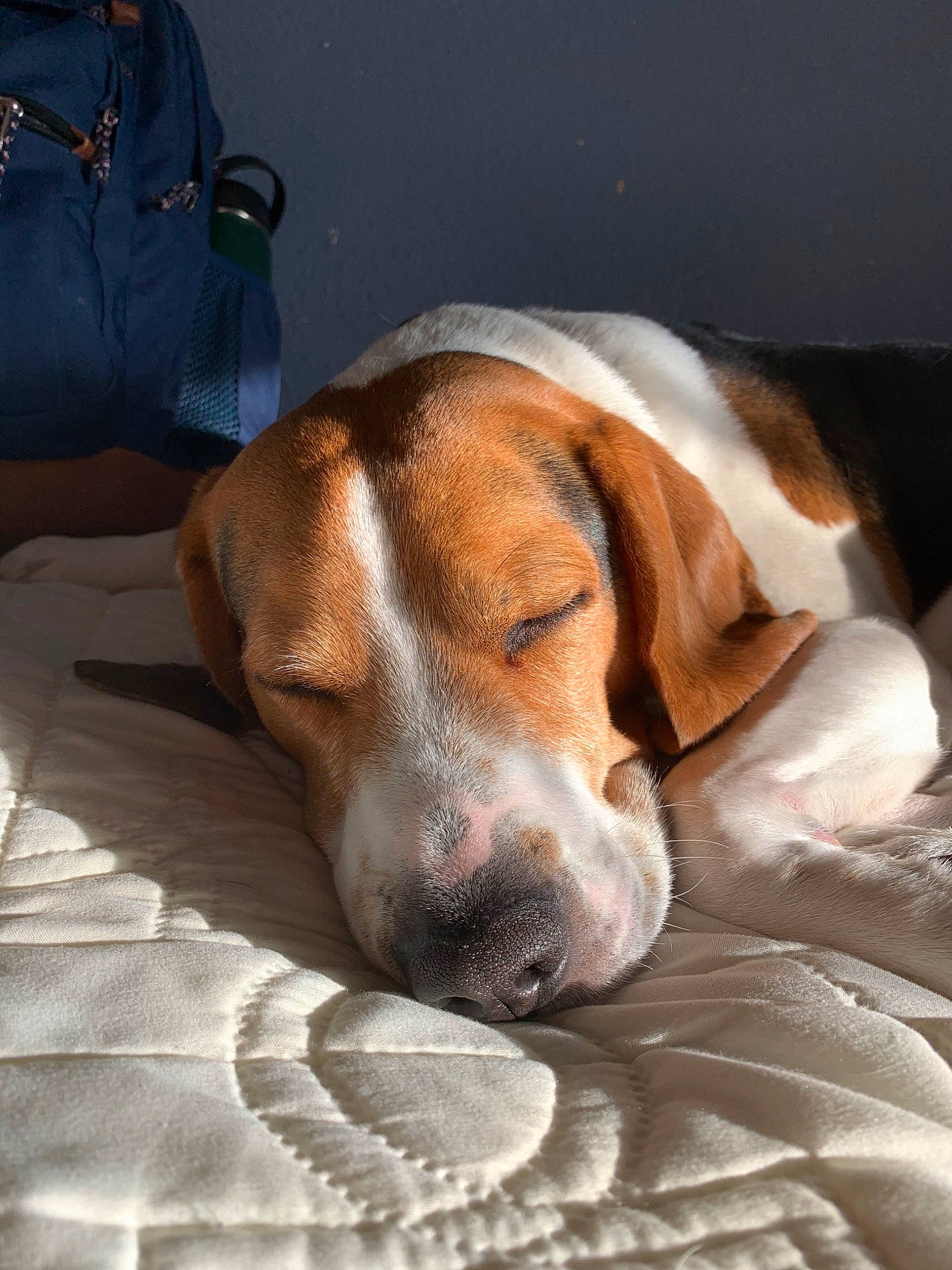 Max is registered to the contest to win money with this photo: american_foxhound, beagle, braque_saint_germain, canidae, carnivore, companion_dog, dog, dog_breed, drever, ear, finnish_hound, harrier, mammal, nap, nose, posavac_hound, rare_breed_dog, snout, sporting_group, vertebrate