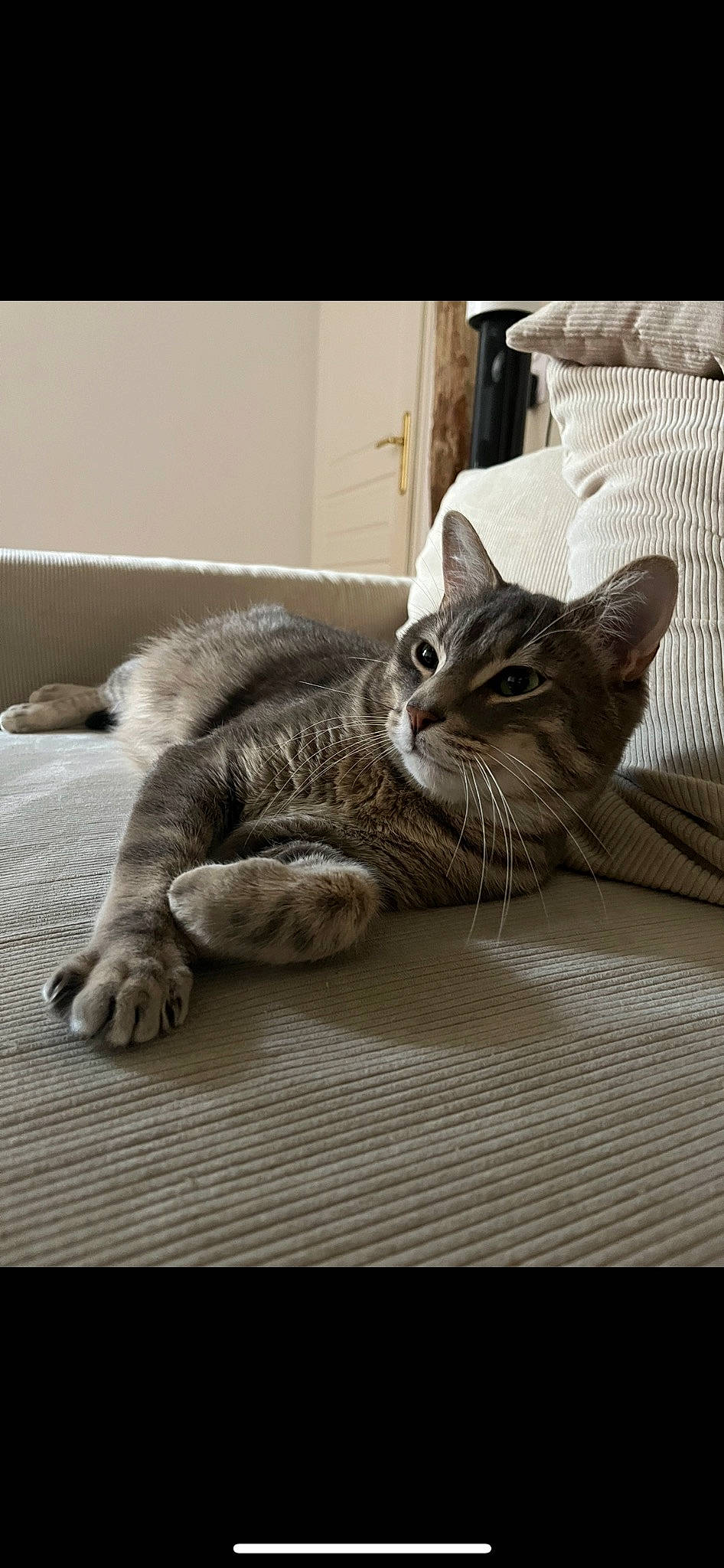 Ryo a rejoint le concours — aidez-le/la à gagner de superbes lots ! carnivore, cat, claw, comfort, domestic_short_haired_cat, felidae, flooring, fur, grey, linens, paw, sitting, small_to_medium_sized_cats, snout, tail, terrestrial_animal, vertebrate, whiskers