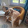 armchair, blanket, books, bookshelf, cozy, curtains, dog, floor, golden_retriever, home, indoor, lamp, living_room, peaceful, pet, pillow, relaxed, rug, side_table, window