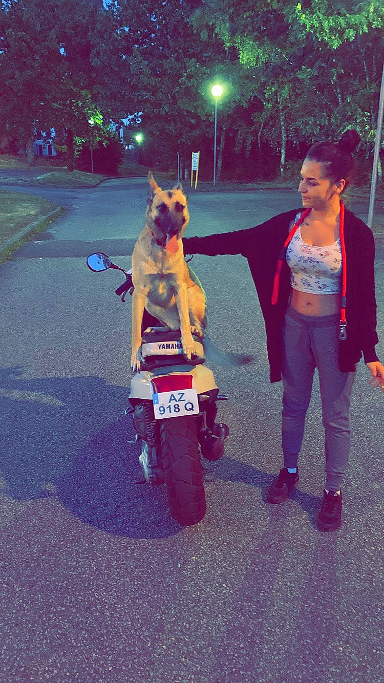 Orca participe au concours pour gagner de l'argent avec cette photo : canidae, car, carnivore, dog, fawn, guard_dog, non_sporting_group, sporting_group, vacation, vehicle