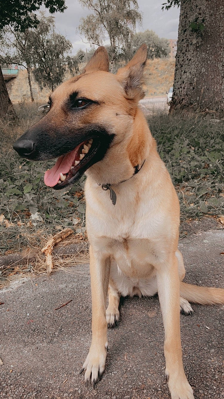 Orca participe au concours pour gagner de l'argent avec cette photo : black_mouth_cur, canidae, carnivore, carolina_dog, dog, dog_breed, fawn, mammal, rare_breed_dog, snout, street_dog, vertebrate, working_dog