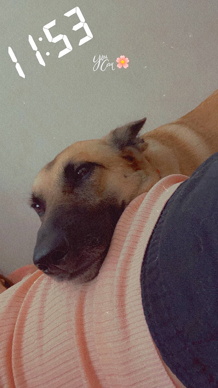 Orca a rejoint le concours — aidez-le/la à gagner de superbes lots ! canidae, carnivore, dog, dog_breed, ear, fawn, german_shepherd_dog, nose, snout, street_dog