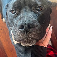 Taco joined the competition — help win amazing prizes! dog, black_dog, close_up, face, nose, hand, sweater, fingernails, wood_floor, indoor, pet, animal, affection, portrait, cute, fur, whiskers, brown_eyes, texture, background