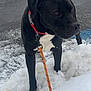 dog, black_dog, white_chest, snow, leash, collar, outdoor, cold, winter, animal, pet, walking, curious, alert, pavement, ice, foot, canine, frozen, nature
