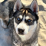 Volt participe au concours pour gagner de l'argent avec cette photo : dog, husky, blue_eyes, close_up, animal, pet, outdoor, sand, fur, canine, portrait, muzzle, ears, whiskers, leash, sitting, daylight, nature, alert, focused