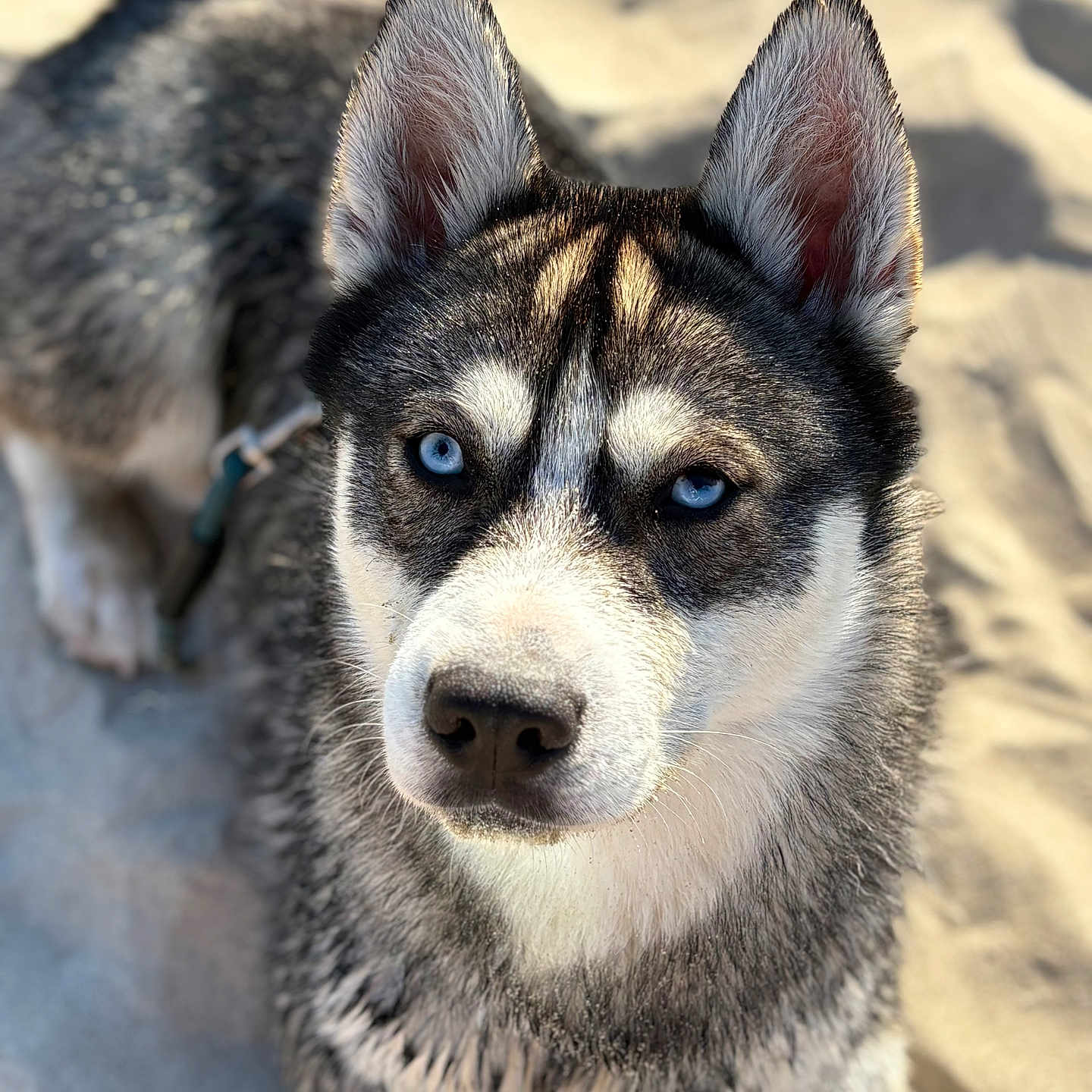 Volt participe au concours pour gagner de l'argent avec cette photo : alert, animal, blue_eyes, canine, close_up, daylight, dog, ears, focused, fur, husky, leash, muzzle, nature, outdoor, pet, portrait, sand, sitting, whiskers