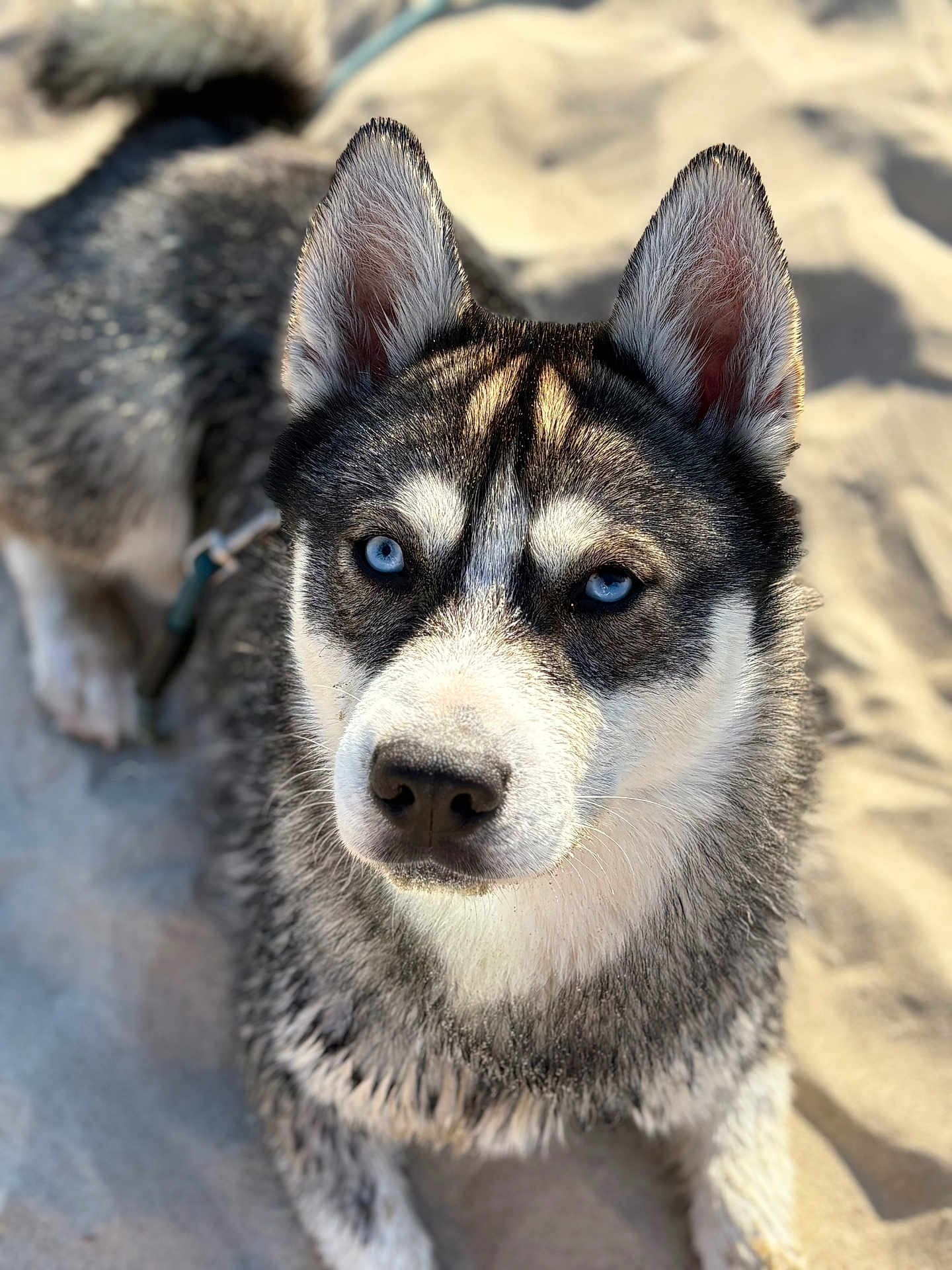 Volt participe au concours pour gagner de l'argent avec cette photo : dog, husky, blue_eyes, close_up, animal, pet, outdoor, sand, fur, canine, portrait, muzzle, ears, whiskers, leash, sitting, daylight, nature, alert, focused