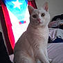 cat, white_cat, indoor, bed, flag, puerto_rican_flag, pet, feline, animal, fur, ears, eyes, sitting, domestic_animal, household, cozy, room, window_light, curtain, furniture