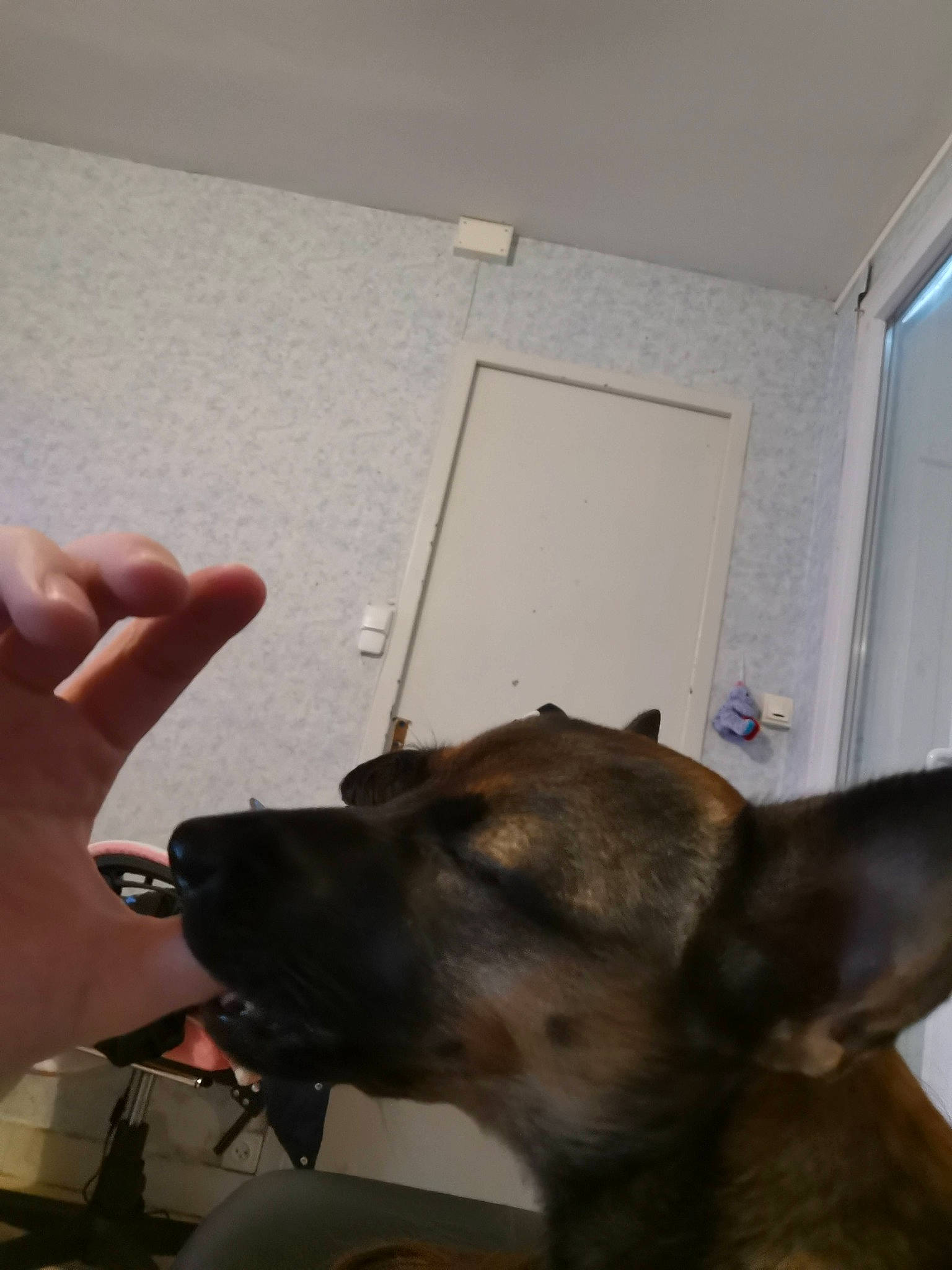 Fripouille participe au concours pour gagner de l'argent avec cette photo : canidae, carnivore, collar, companion_dog, dog, dog_breed, ear, fawn, flooring, gesture, guard_dog, nail, snout, sporting_group, thumb, whiskers, wood, working_animal, working_dog, wrist