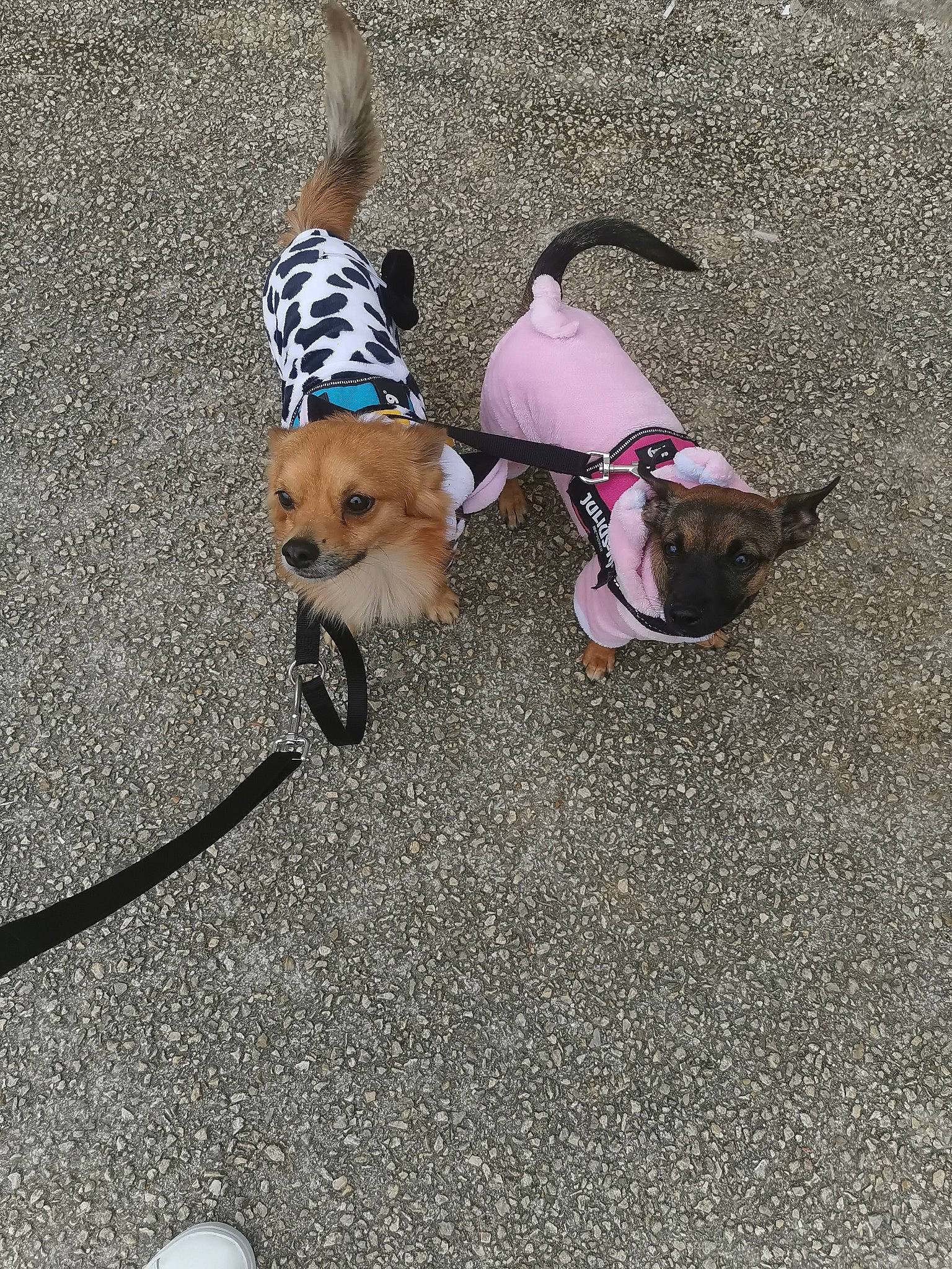 Fripouille a rejoint le concours — aidez-le/la à gagner de superbes lots ! asphalt, carnivore, collar, companion_dog, dog, dog_breed, dog_clothes, dog_collar, dog_supply, eyewear, fawn, leash, pet_supply, road_surface, sidewalk, snout, sunglasses, tail, toy_dog, working_animal