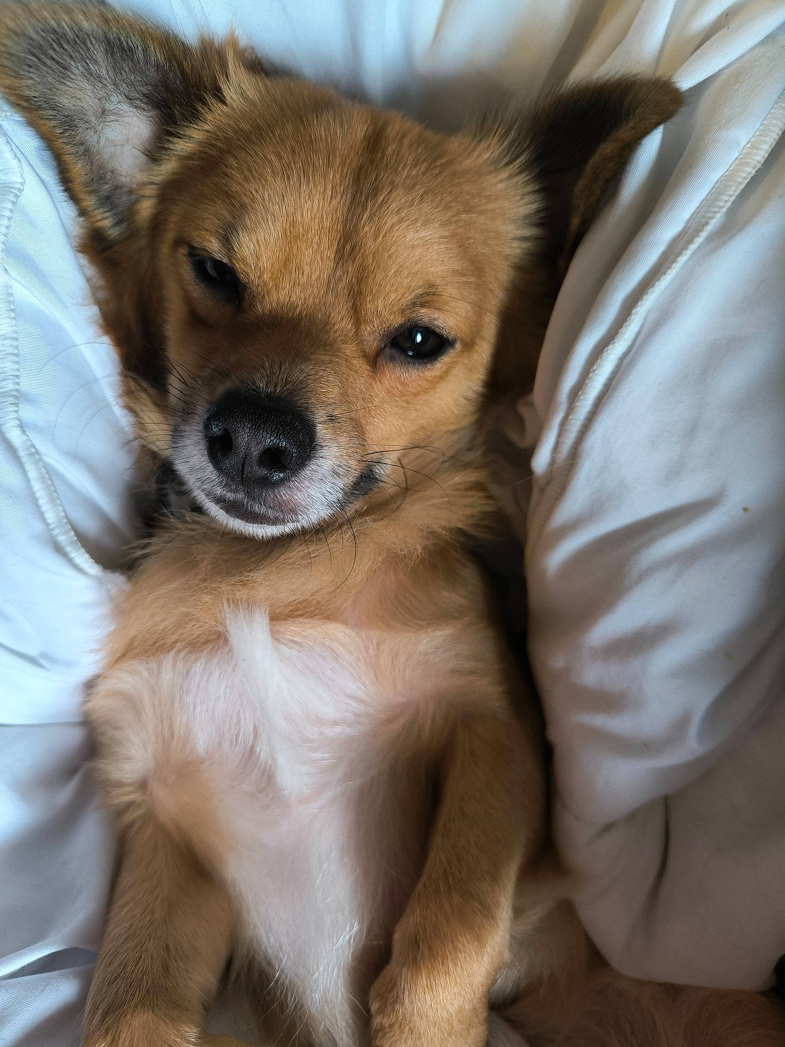 Taz a rejoint le concours — aidez-le/la à gagner de superbes lots ! ancient_dog_breeds, canidae, carnivore, companion_dog, dog, dog_breed, door, fawn, fur, snout, sporting_group, terrestrial_animal, whiskers, working_animal, working_dog