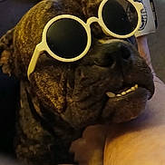 Presley joined the competition — help win amazing prizes! accessory, animal, blanket, brown, closeup, comfort, couch, dog, face, fur, home, indoor, mouth, nose, pet, portrait, relaxing, resting, sunglasses, teeth