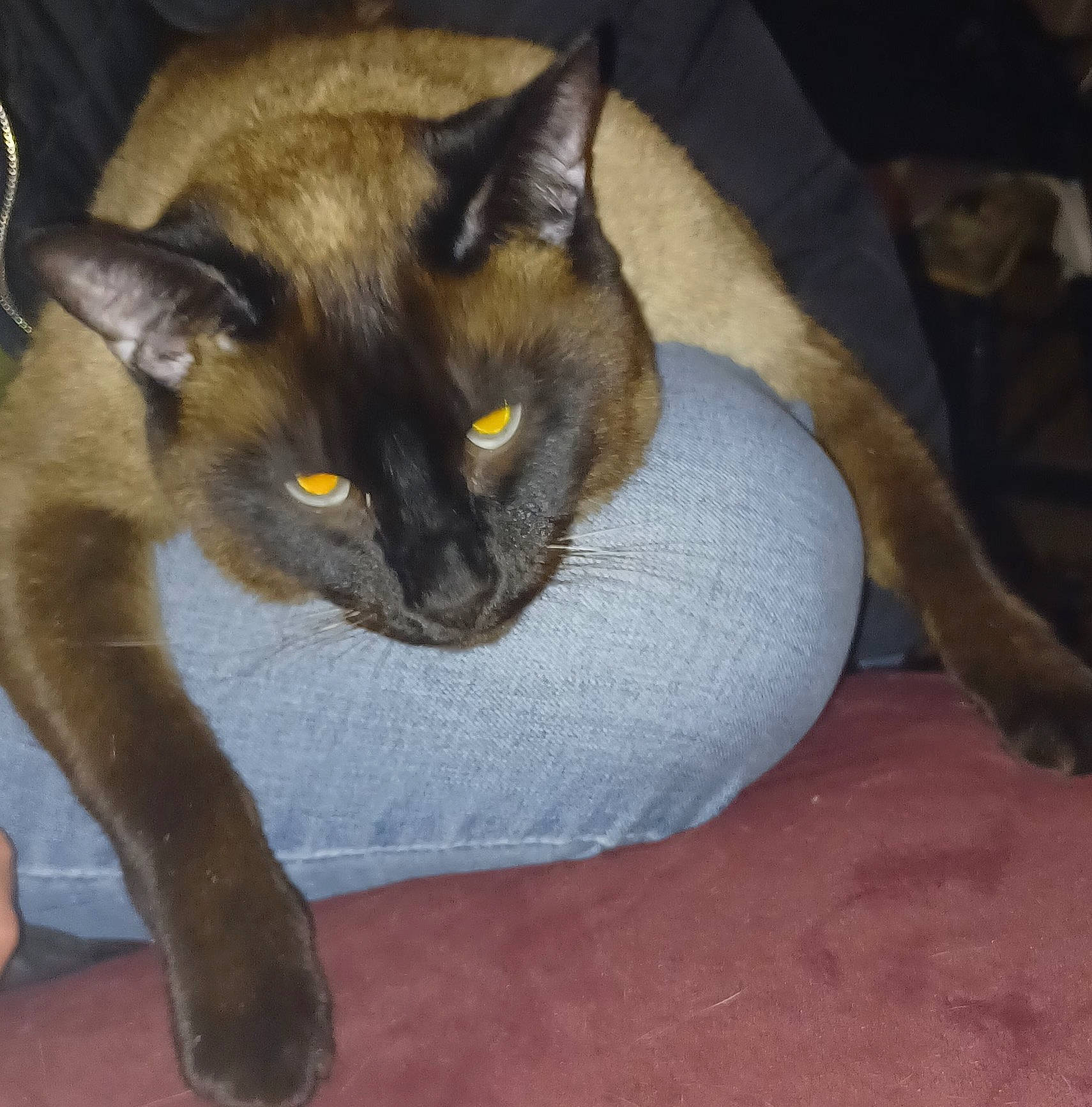 Simon is registered to the contest to win money with this photo: balinese, black_cat, carnivore, cat, cat_supply, claw, comfort, domestic_short_haired_cat, eye, fawn, felidae, fur, iris, paw, siamese, small_to_medium_sized_cats, snout, tail, thai, whiskers