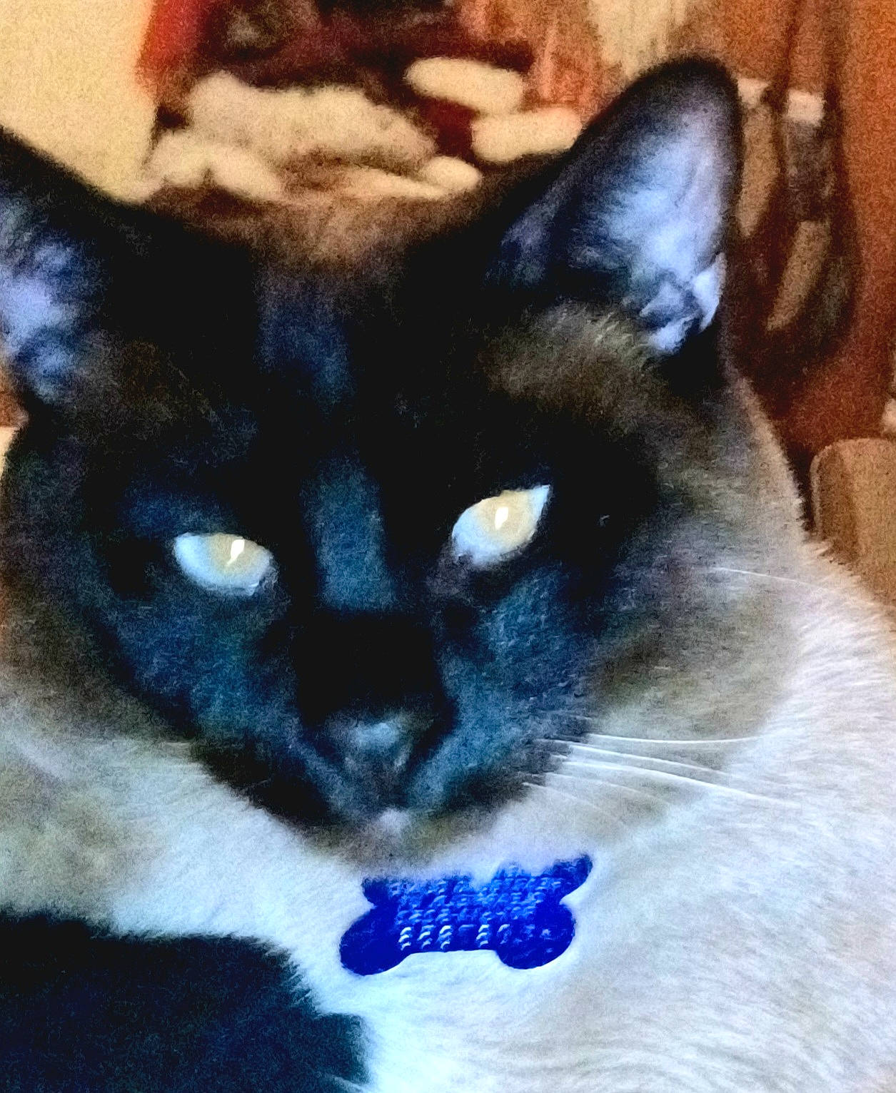 Simon is registered to the contest to win money with this photo: art, balinese, carnivore, cat, domestic_short_haired_cat, electric_blue, felidae, fur, head, iris, paint, siamese, small_to_medium_sized_cats, snout, terrestrial_animal, thai, whiskers, window