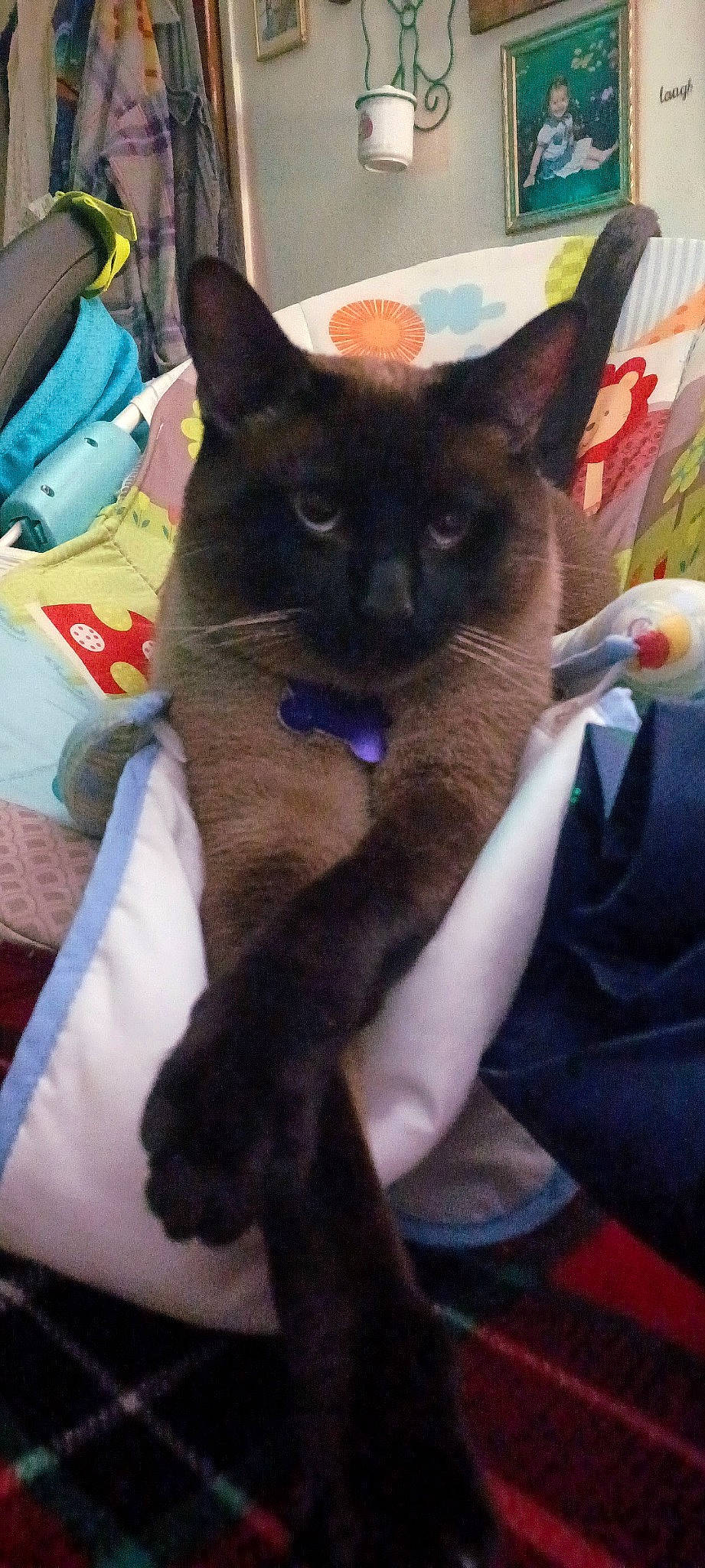 Simon is registered to the contest to win money with this photo: balinese, black_cat, carnivore, cat, cat_supply, claw, comfort, domestic_short_haired_cat, felidae, fur, paw, small_to_medium_sized_cats, snout, tail, thai, whiskers