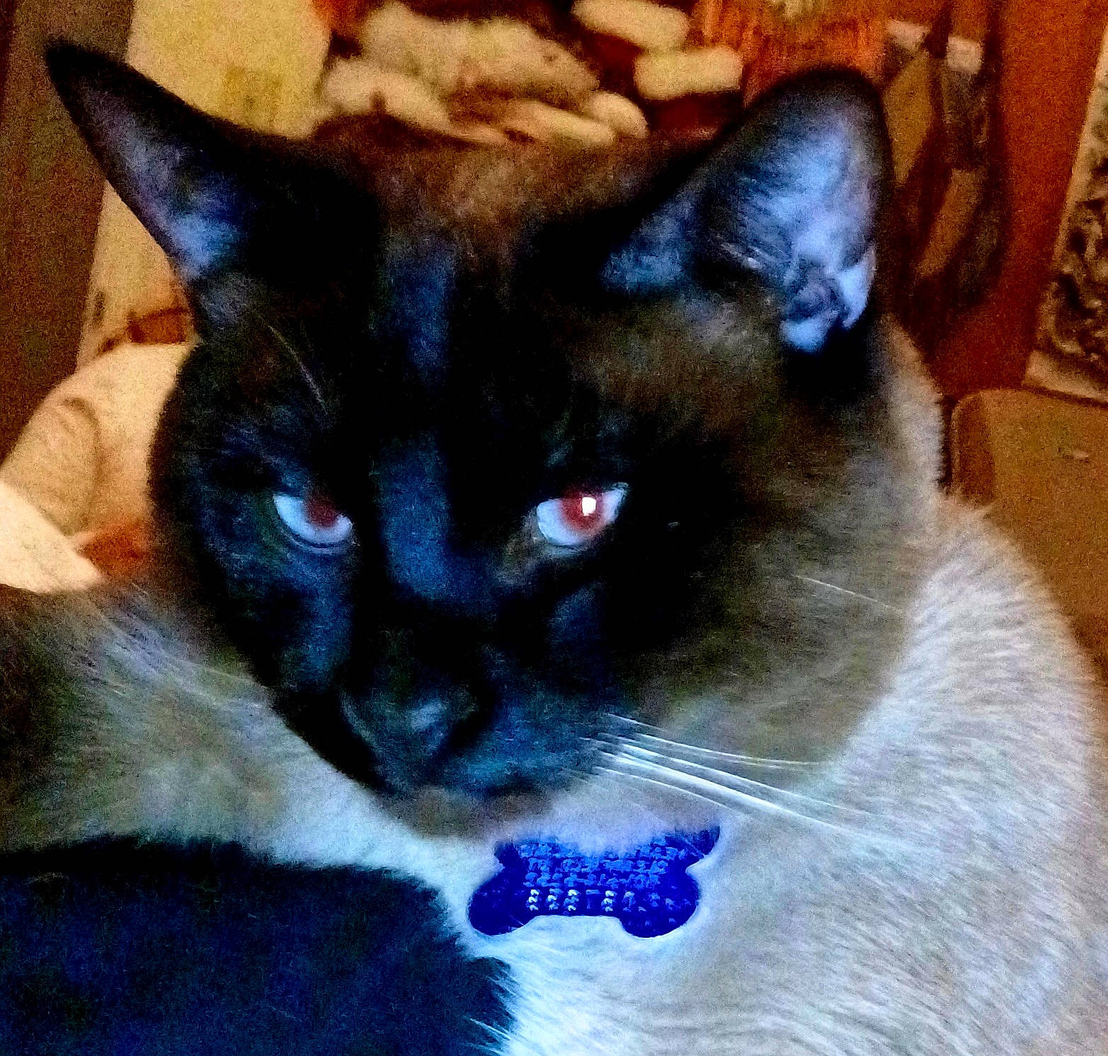 Simon is registered to the contest to win money with this photo: balinese, carnivore, cat, comfort, domestic_short_haired_cat, ear, electric_blue, eye, fawn, felidae, fur, head, siamese, small_to_medium_sized_cats, snout, terrestrial_animal, thai, whiskers, window