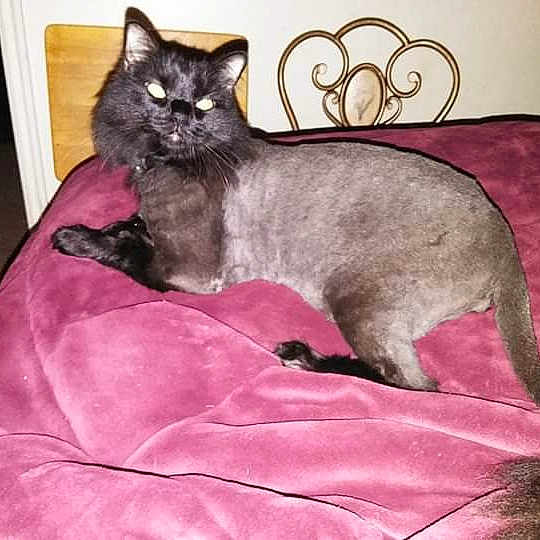 William joined the competition — help win amazing prizes! black_cat, bombay, carnivore, cat, cat_supply, claw, comfort, couch, domestic_short_haired_cat, fawn, felidae, fur, grey, iris, magenta, purple, small_to_medium_sized_cats, snout, tail, whiskers