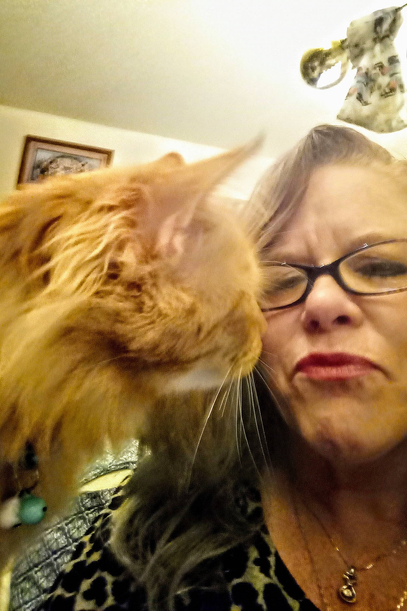 Ace joined the competition — help win amazing prizes! blond, carnivore, cat, ear, eyewear, fawn, felidae, fur, glasses, hair, long_hair, person, photography, selfie, whiskers