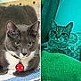 Ninno And Ellie is registered to the contest to win money with this photo: cat, gray_cat, tabby_cat, indoor, collar, pet_tag, spider_man, blanket, fur, whiskers, ears, green_eyes, striped, resting, close_up, portrait, cozy, soft_lighting, curious, feline