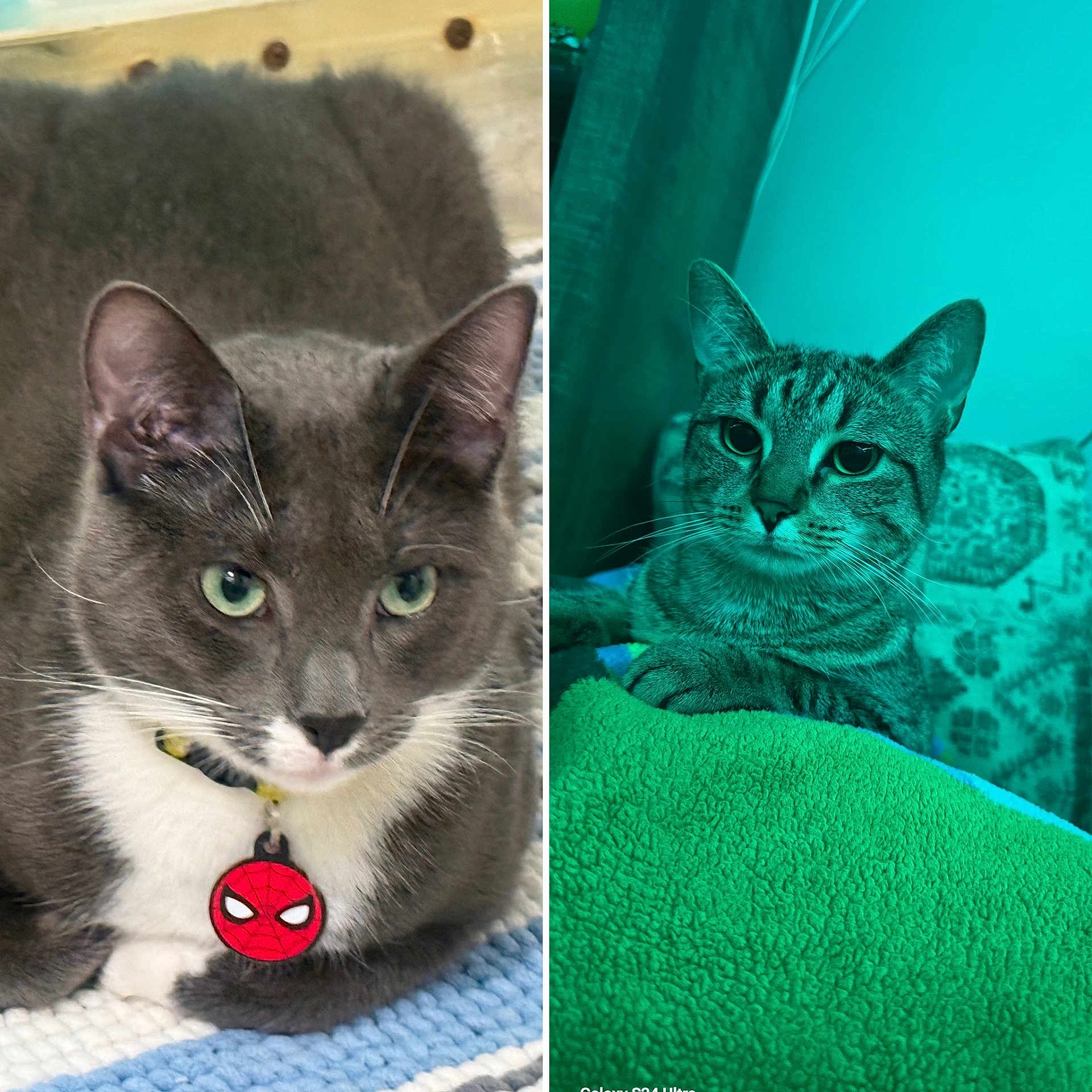Ninno And Ellie is registered to the contest to win money with this photo: cat, gray_cat, tabby_cat, indoor, collar, pet_tag, spider_man, blanket, fur, whiskers, ears, green_eyes, striped, resting, close_up, portrait, cozy, soft_lighting, curious, feline