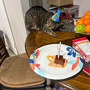 Ninno And Ellie joined the competition — help win amazing prizes! cat, tabby_cat, birthday_hat, party_hat, table, paper_plate, dessert, candles, fruit_bowl, orange, apple, chair, kitchen, tile_floor, lamp, box, food, pet, indoor, celebration