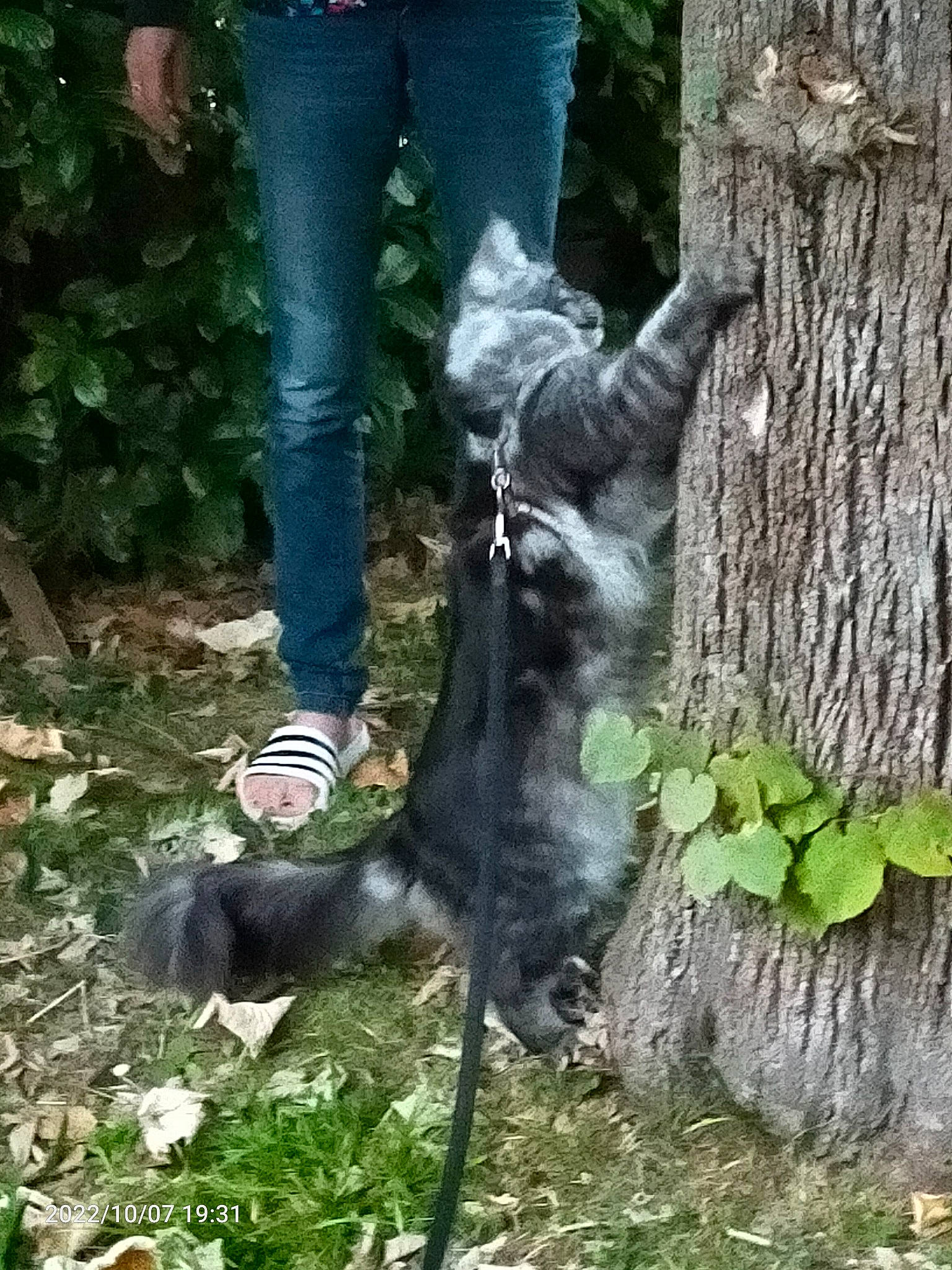 Ramboer participe au concours pour gagner de l'argent avec cette photo : canidae, carnivore, companion_dog, dog, dog_breed, fawn, felidae, grass, groundcover, human_leg, plant, shoe, snout, sporting_group, tail, terrestrial_animal, tree, trunk, wood, working_animal