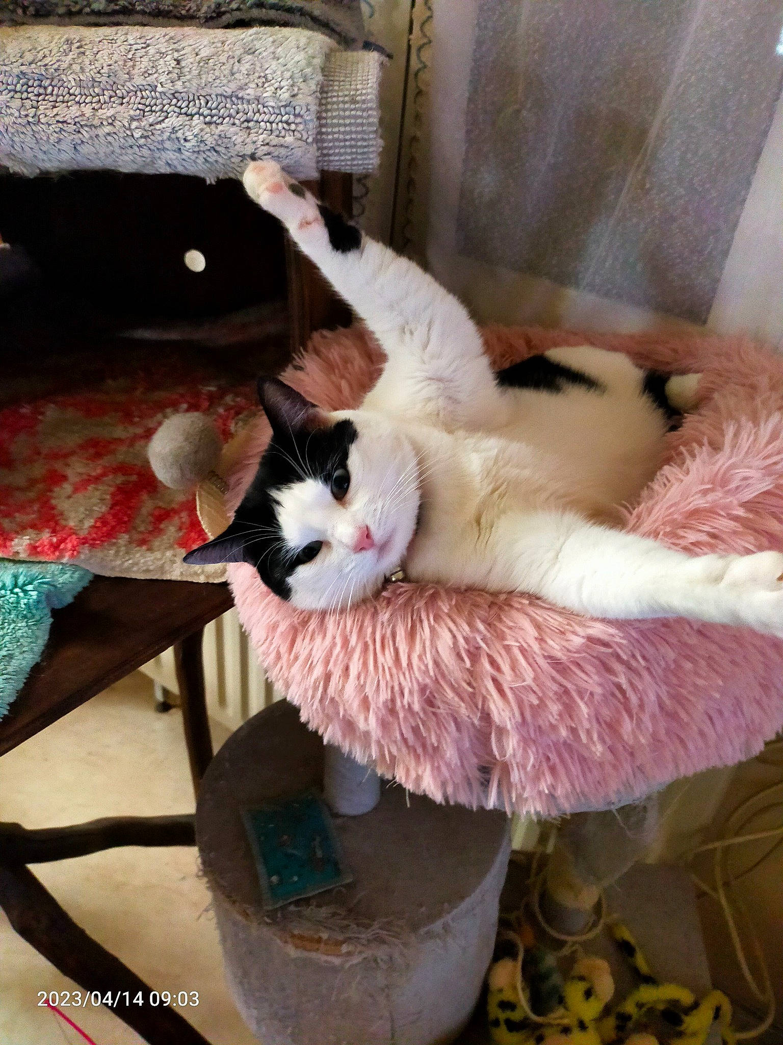 Chipie a rejoint le concours — aidez-le/la à gagner de superbes lots ! carnivore, cat, cat_supply, chair, comfort, companion_dog, couch, domestic_short_haired_cat, fawn, felidae, fur, furniture, hardwood, lap, linens, room, small_to_medium_sized_cats, tail, whiskers, wood