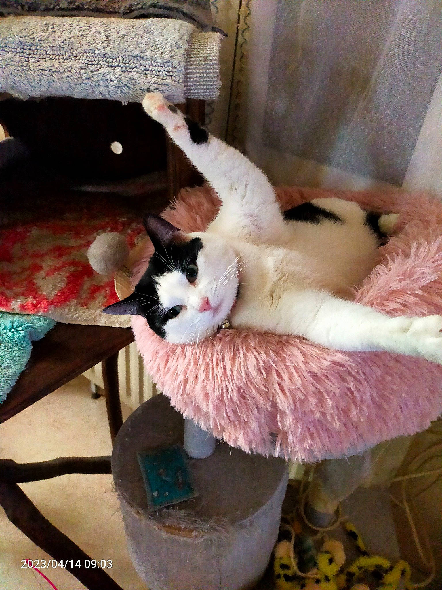 Chipie a rejoint le concours — aidez-le/la à gagner de superbes lots ! carnivore, cat, cat_bed, cat_supply, chair, comfort, companion_dog, couch, domestic_short_haired_cat, fawn, felidae, fur, furniture, hardwood, linens, living_room, small_to_medium_sized_cats, tail, whiskers, wood