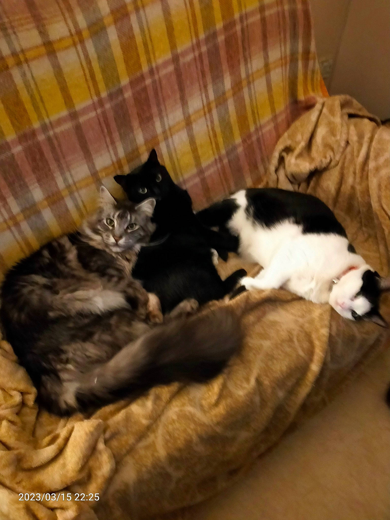 Chipie participe au concours pour gagner de l'argent avec cette photo : carnivore, cat, cat_supply, comfort, domestic_short_haired_cat, felidae, flooring, fur, hardwood, linens, mammal, pattern, paw, plaid, room, small_to_medium_sized_cats, tail, tartan, terrestrial_animal, whiskers