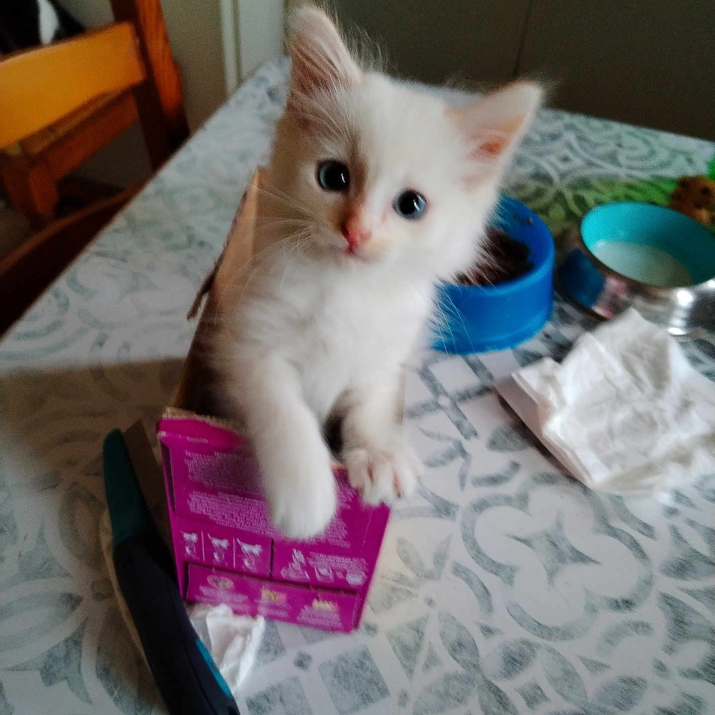 Valérian participe au concours pour gagner de l'argent avec cette photo : angora, animal, architecture, bed, bedroom, bowl, box, building, cat, diningroom, diningtable, furniture, indoors, kitten, manx, pet, plywood, room, table, wood