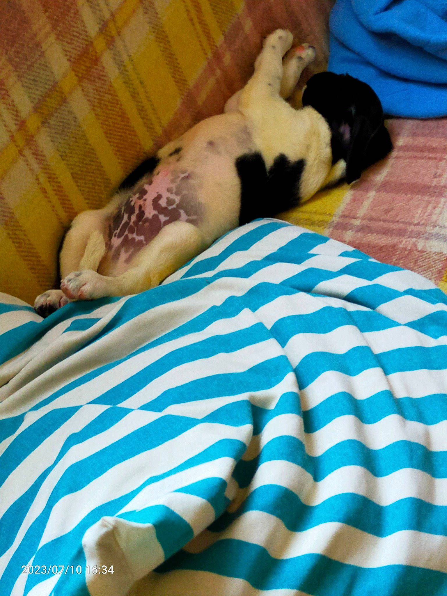 Ulka participe au concours pour gagner de l'argent avec cette photo : bedding, blue, carnivore, comfort, companion_dog, couch, dog, dog_breed, electric_blue, fawn, felidae, fur, human_leg, linens, pattern, plaid, tail, thigh, toy_dog, whiskers