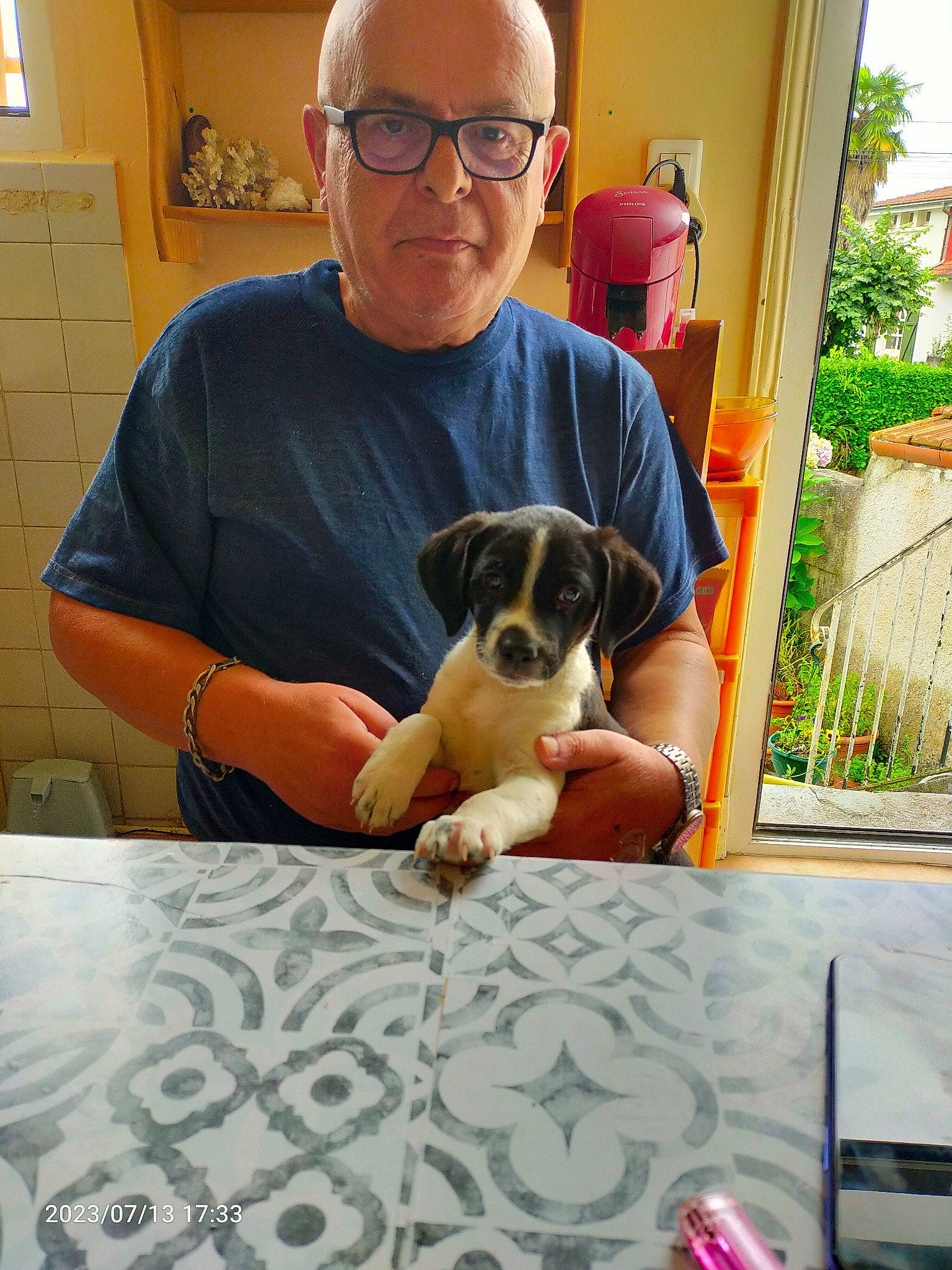 Ulka a rejoint le concours — aidez-le/la à gagner de superbes lots ! canidae, carnivore, chair, comfort, companion_dog, dog, dog_breed, eyewear, fawn, flooring, glasses, lap, plant, sitting, sporting_group, t_shirt, table, tableware, toy_dog, vision_care