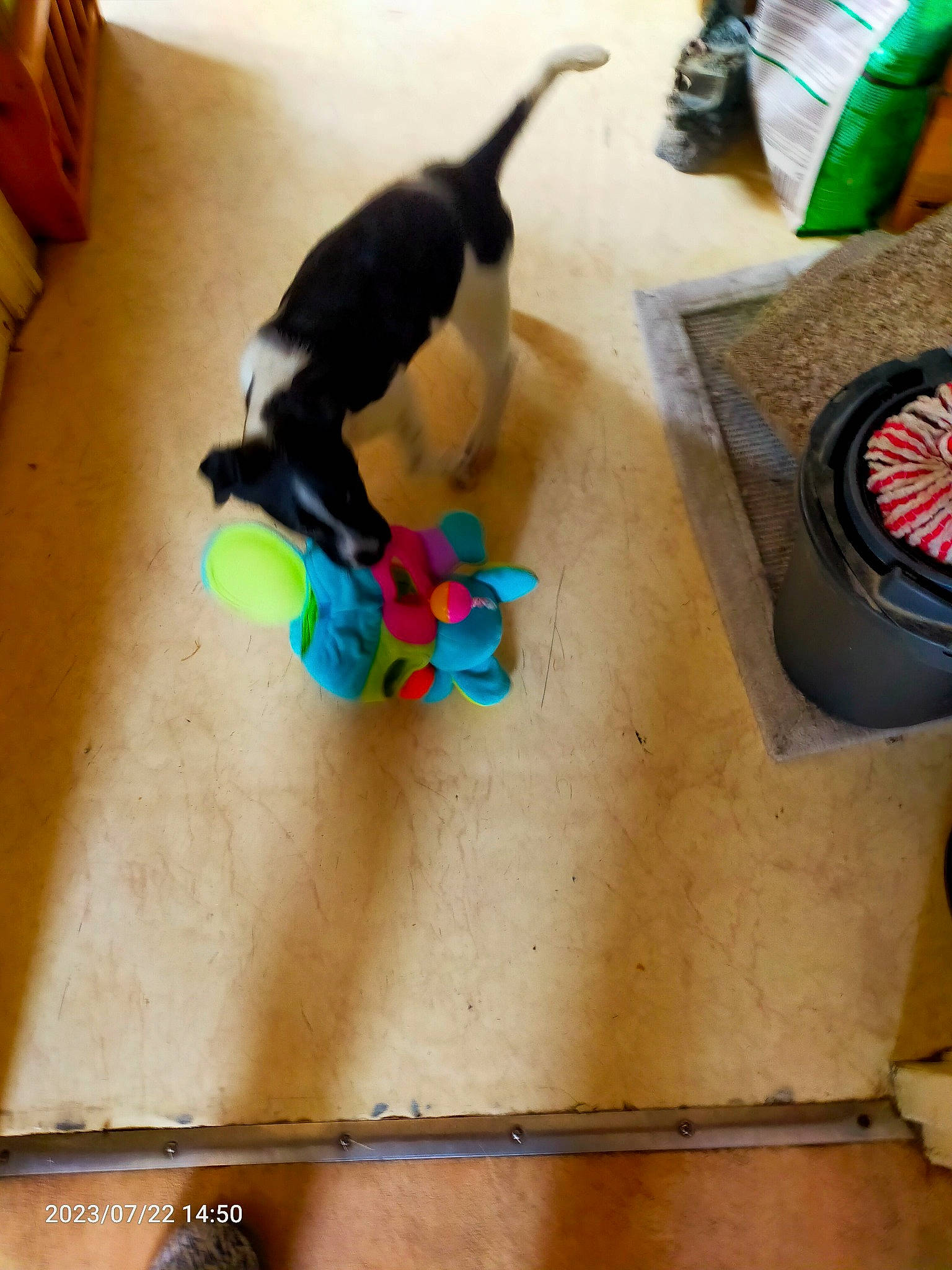 Ulka a rejoint le concours — aidez-le/la à gagner de superbes lots ! automotive_tire, carnivore, comfort, companion_dog, dog, dog_breed, felidae, floor, flooring, gas, green, hardwood, mechanical_fan, pet_supply, plant, room, small_to_medium_sized_cats, tail, toy, wood